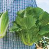 Sparx - Lettuce Seed