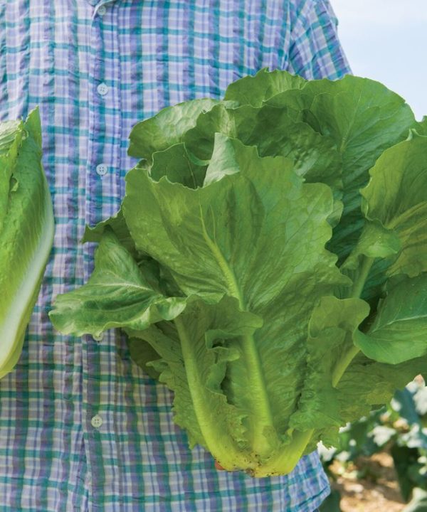 Sparx - Lettuce Seed