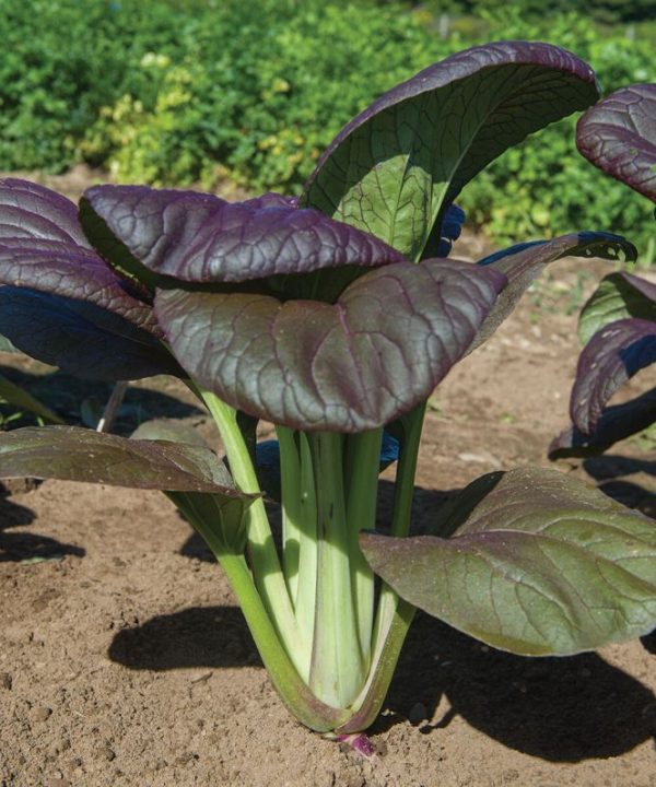 Rosie - (F1) Bok Choy Seeds