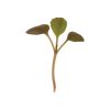 Pac Choi, Rosie - (F1) Microgreen Seed