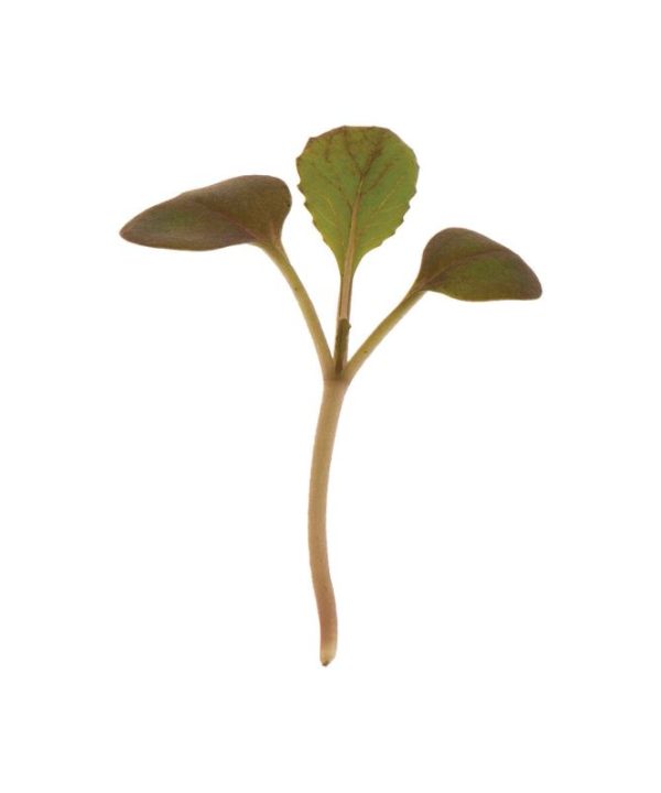 Pac Choi, Rosie - (F1) Microgreen Seed