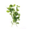 Field Pea - Organic Shoot Seed