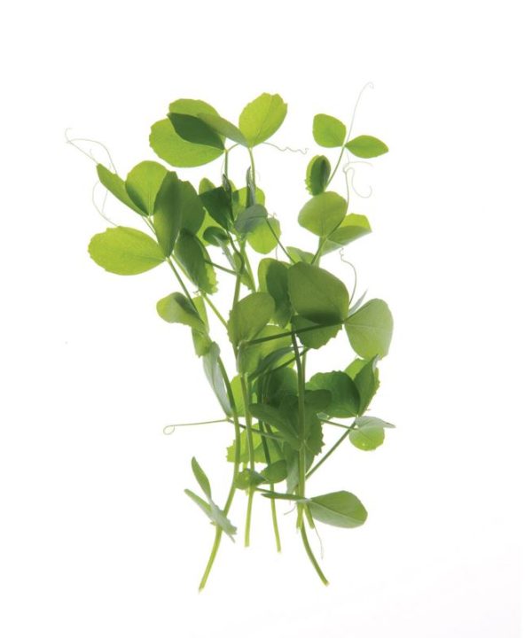 Field Pea - Organic Shoot Seed