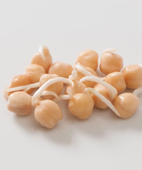 Beans, Garbanzo - Sprouting Seeds