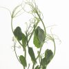 Tendril Pea - Shoot Seed
