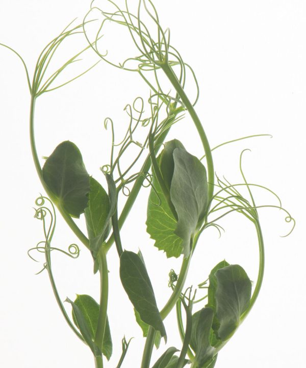Tendril Pea - Shoot Seed