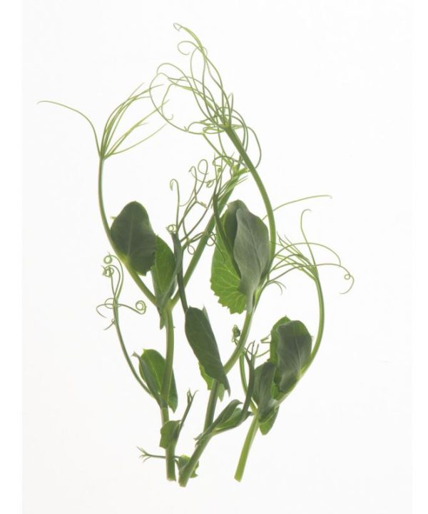 Tendril Pea - Organic Shoot Seed
