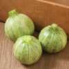 Lucky 8 - (F1) Squash Seed