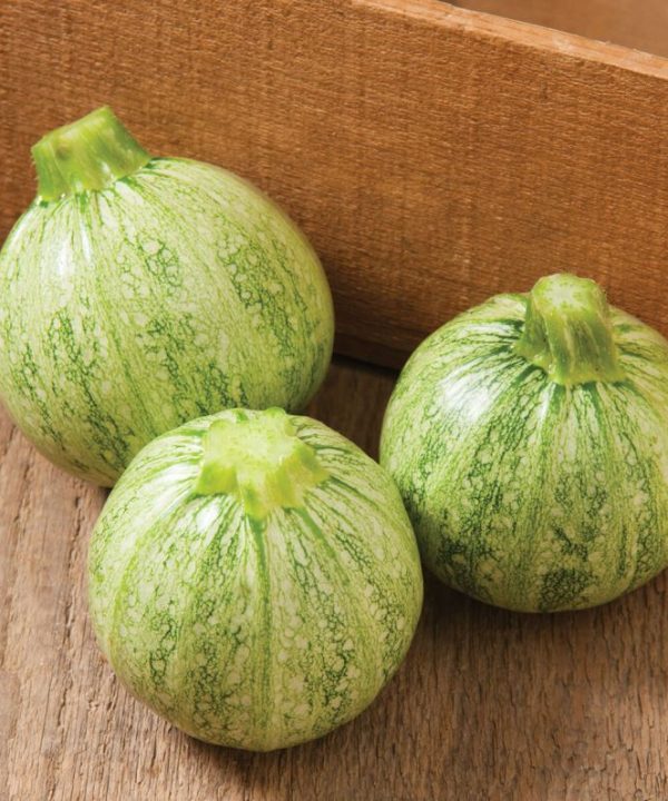 Lucky 8 - (F1) Squash Seed