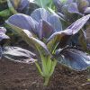 Red Pac - (F1) Bok Choy Seeds
