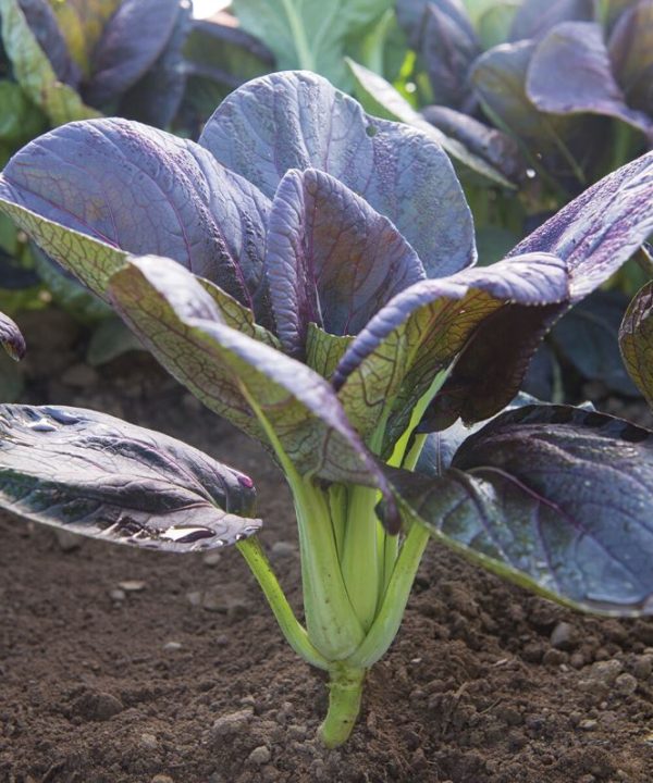 Red Pac - (F1) Bok Choy Seeds
