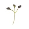 Pac Choi, Red Pac - (F1) Microgreen Seed