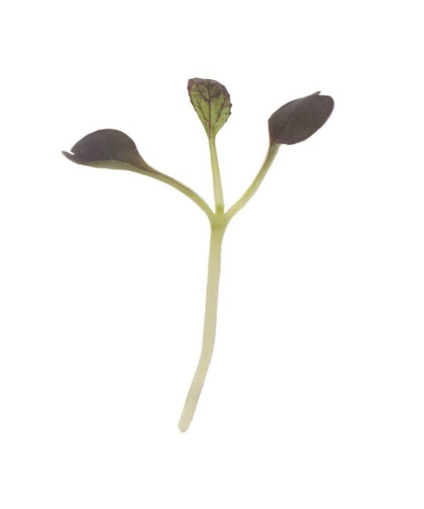 Pac Choi, Red Pac - (F1) Microgreen Seed