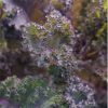 Scarlet - Kale Seed