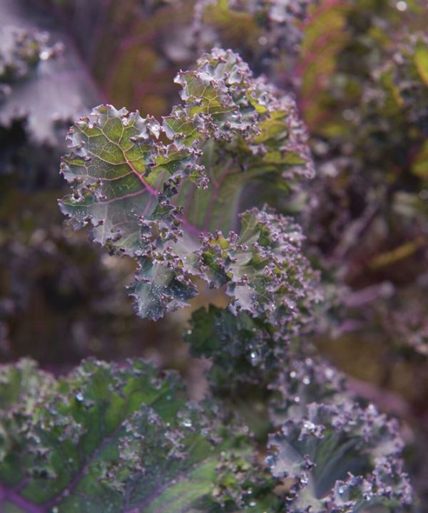 Scarlet - Kale Seed
