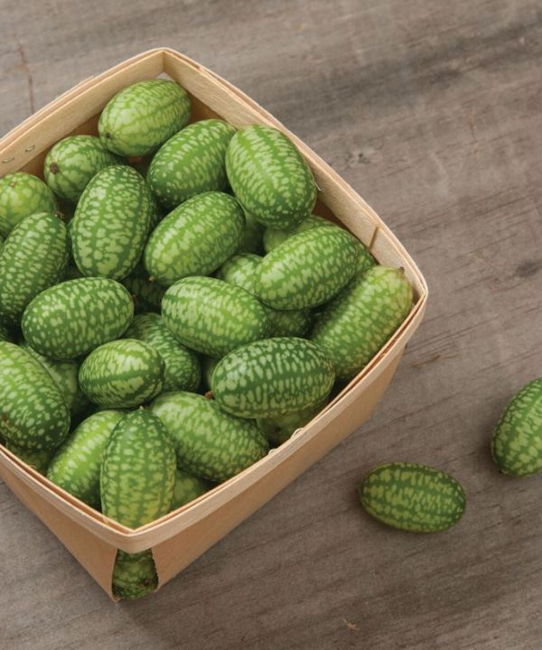 Mexican Sour Gherkin - Cucumber Seed