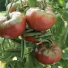 Marnero - (F1) Tomato Seed