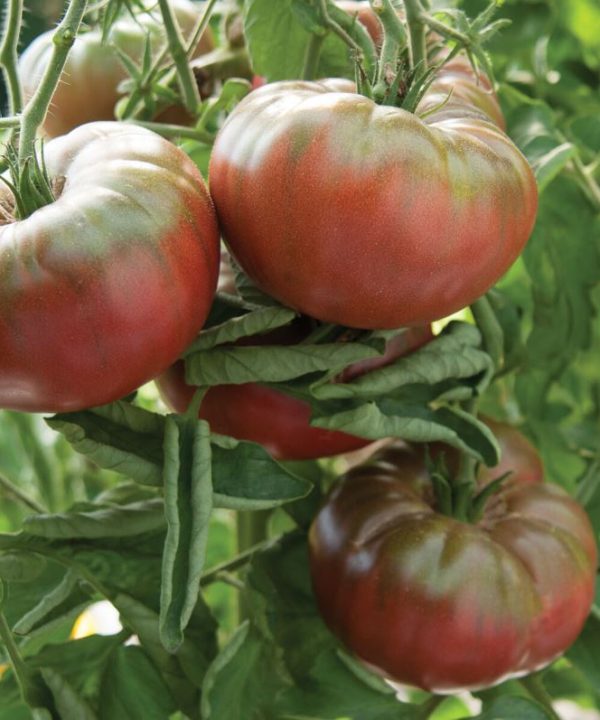 Marnero - (F1) Tomato Seed