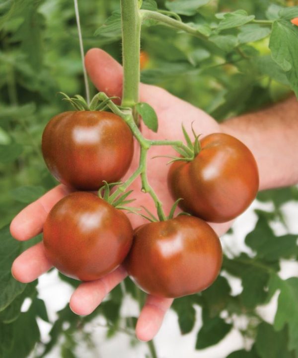 Kakao - (F1) Tomato Seed
