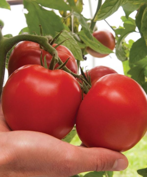 Bigdena - (F1) Tomato Seed
