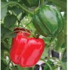 Sprinter - (F1) Bell Pepper Seed