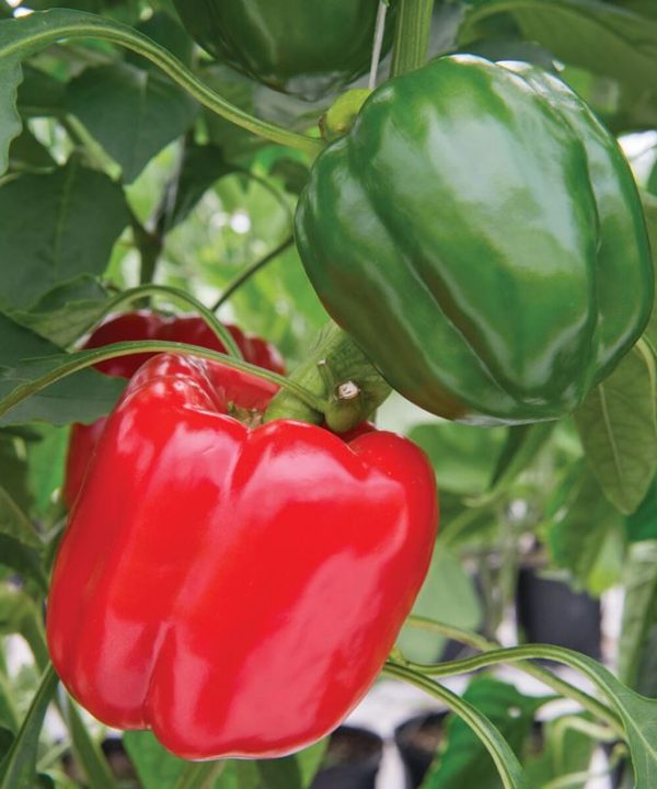Sprinter - (F1) Bell Pepper Seed