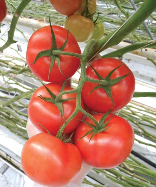Climstar - (F1) Tomato Seed