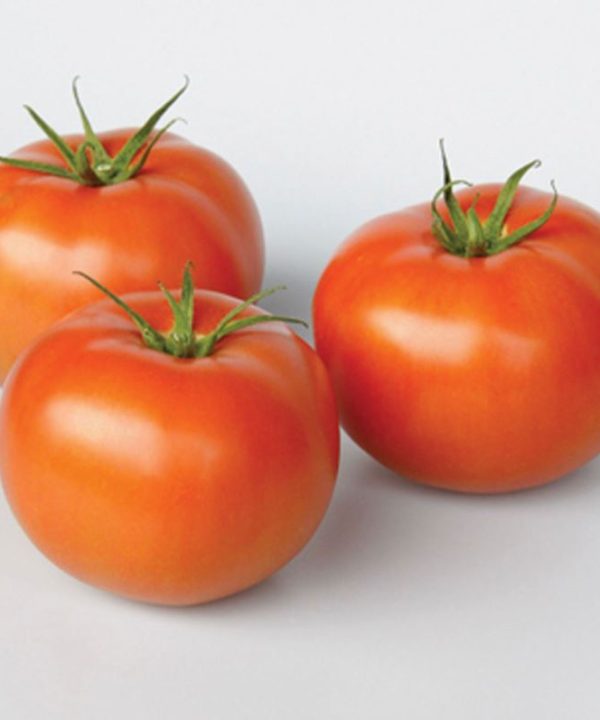Frederik - Organic (F1) Tomato Seed