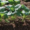 Koji - Tatsoi Seeds
