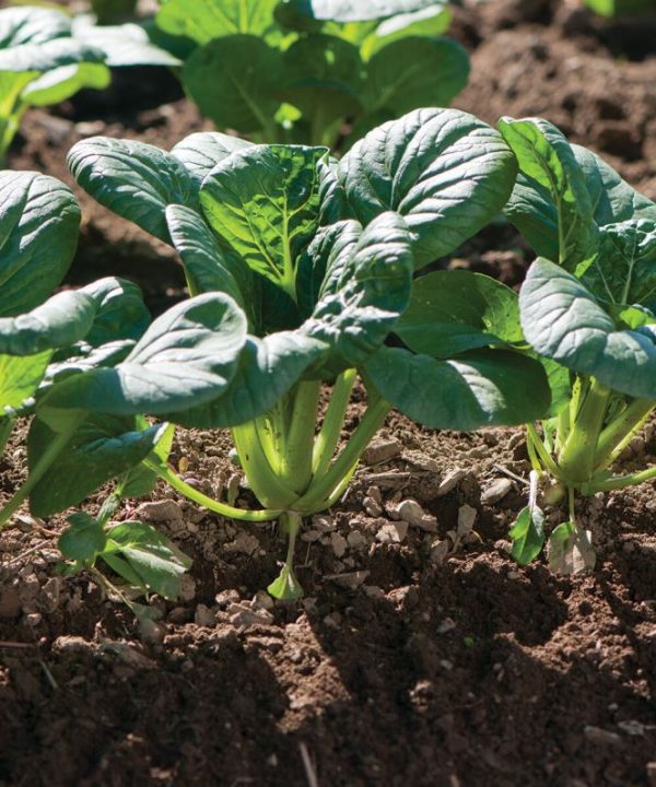 Koji - Tatsoi Seeds
