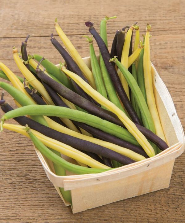 Trilogy - Organic Bean Seed