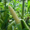 SS2742 - (F1) Corn Seed