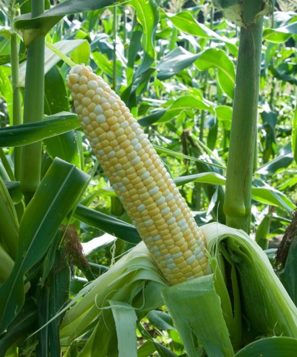 SS2742 - (F1) Corn Seed