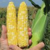 SS2742 - (F1) Treated Corn Seed