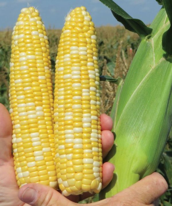 SS2742 - (F1) Treated Corn Seed