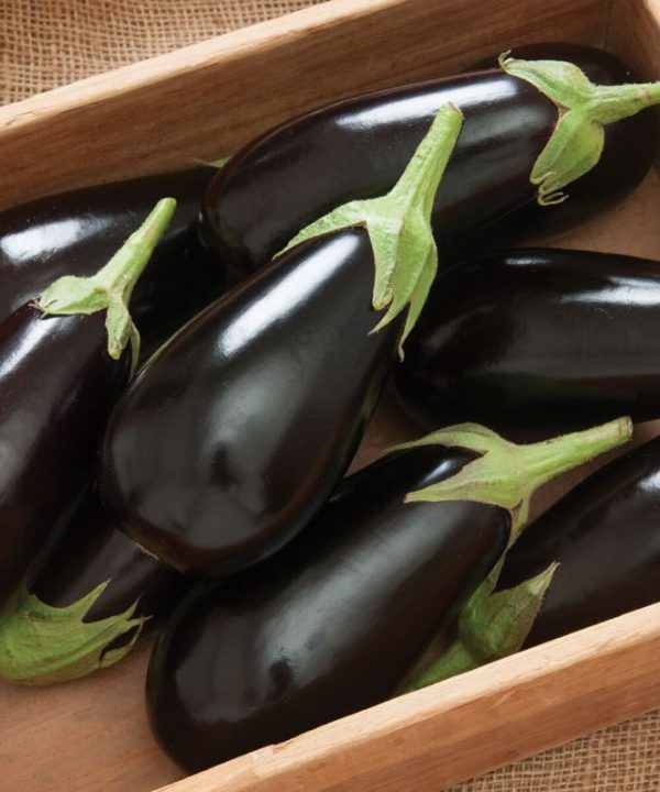 Jaylo - (F1) Eggplant Seed