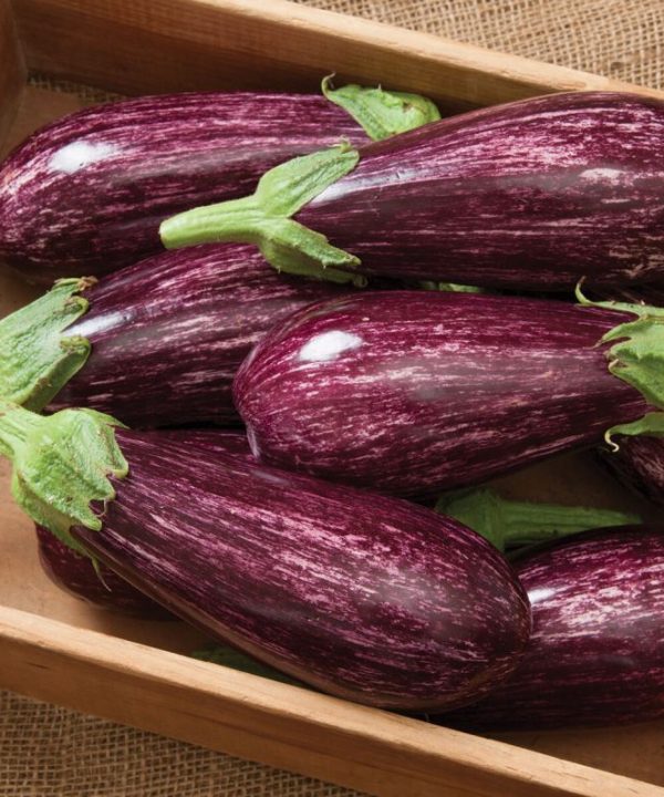 Angela - (F1) Eggplant Seed