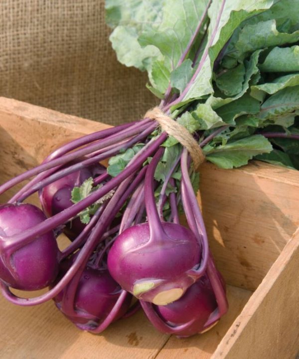 Kolibri - (F1) Kohlrabi Seed