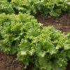 Starfighter - Lettuce Seed