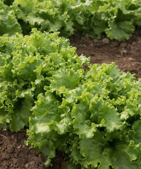Starfighter - Lettuce Seed