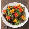 Salad Mix Collection - Organic Vegetable Seed