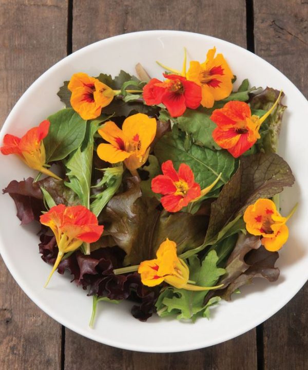 Salad Mix Collection - Organic Vegetable Seed