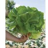 Holon - Organic Lettuce Seed