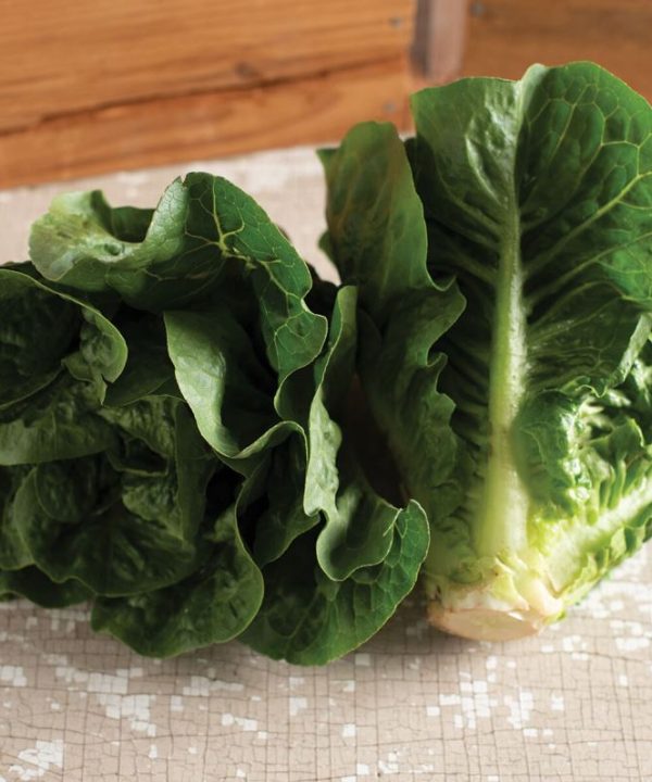 Monte Carlo - Lettuce Seed