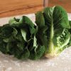 Monte Carlo - Lettuce Seed