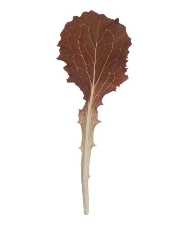 Tamarindo - Organic Lettuce Seed