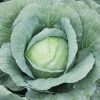 Capture - Organic (F1) Cabbage Seed