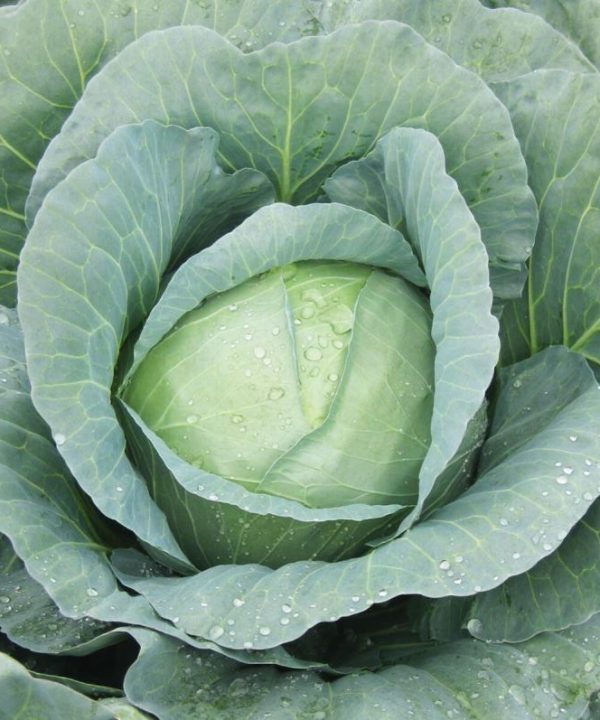 Capture - Organic (F1) Cabbage Seed