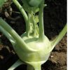 Winner - (F1) Kohlrabi Seed