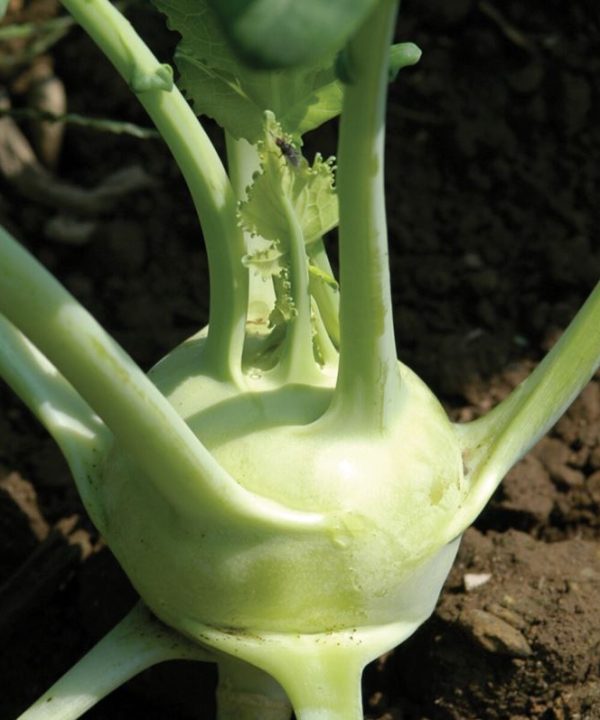 Winner - (F1) Kohlrabi Seed